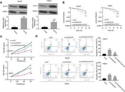 CircPUM1 Knockdown Confers Radiosensitivity in Oral Squamous Cell Carcinoma by Regulating the miR-580/STAT3 Pathway